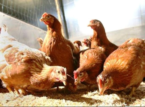 Thái Nguyên: Huyện Phú Bình đẩy mạnh chiến dịch tiêm vắc xin phòng cúm gia cầm