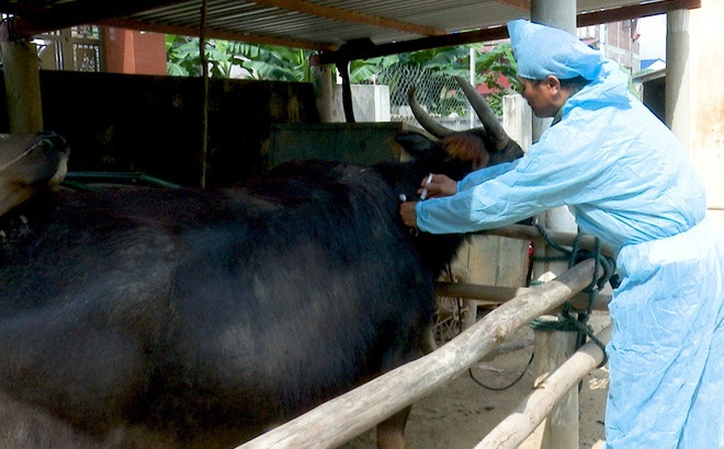 Thanh Hóa đẩy nhanh tiến độ tiêm phòng cho đàn vật nuôi đợt 2/2021