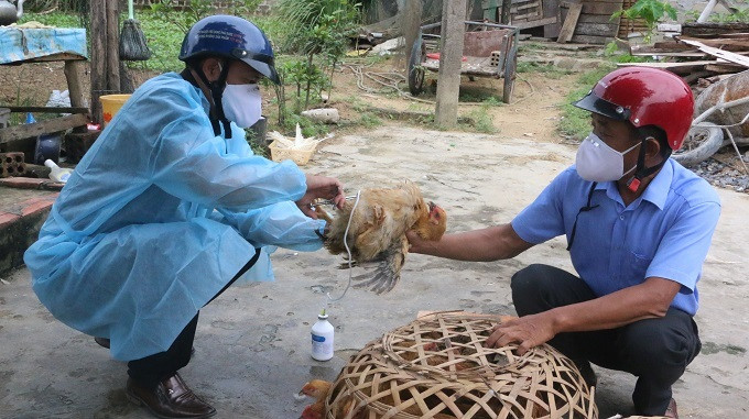 Thanh Hóa: Huyện Hà Trung triển khai tiêm phòng vắc xin đợt 2/2021 cho đàn gia cầm