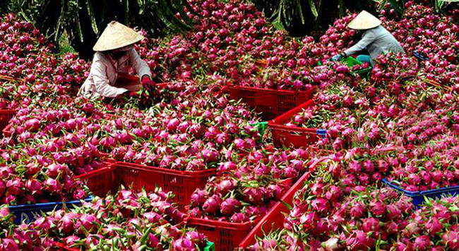 Thanh long Bình Thuận được bảo hộ chỉ dẫn địa lý tại Nhật Bản