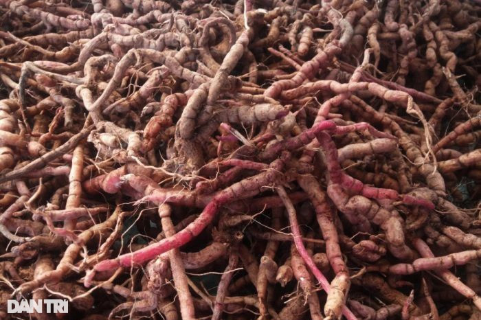 Thoát nghèo bằng thần dược cho quý ông - 3