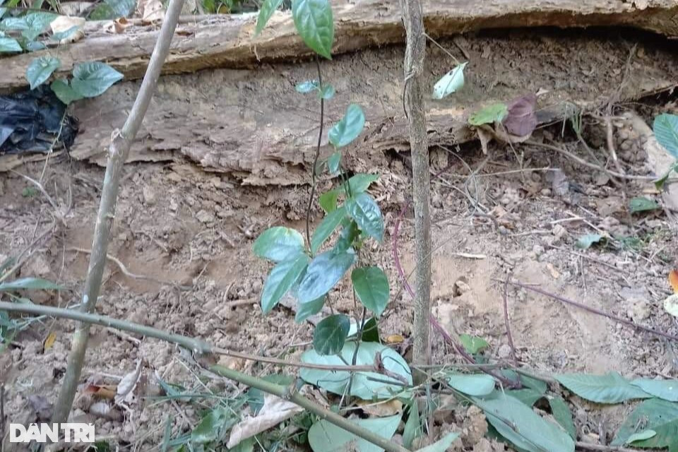 Thoát nghèo bằng thần dược cho quý ông - 1