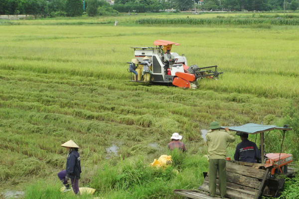 Thúc đẩy sản xuất nông nghiệp quy mô lớn