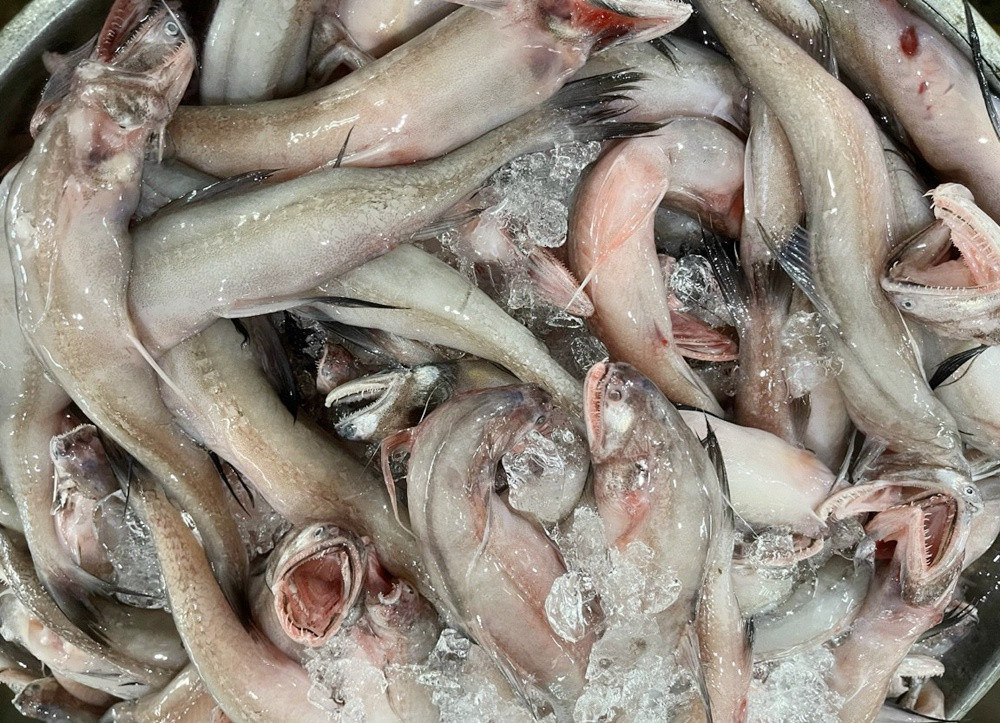 Nhieu loai hai san gia tang gan gap doi anh 1