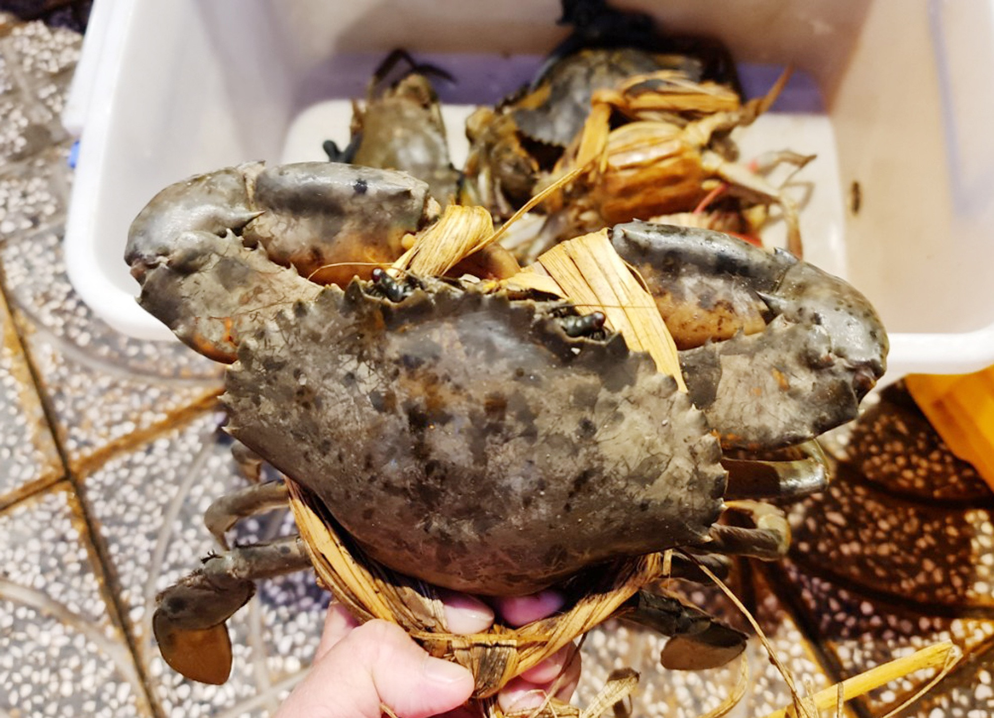 Nhieu loai hai san gia tang gan gap doi anh 3