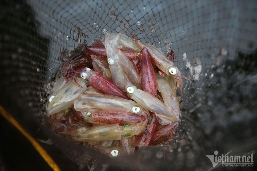 Toàn thân trong veo, bắt từ biển lên nhảy tanh tách, đặc sản khó cưỡng khi về Hà Tĩnh