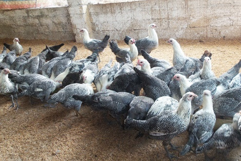 TP. Cao Bằng phát triển chăn nuôi theo hướng an toàn sinh học, đẩy lùi dịch cúm gia cầm