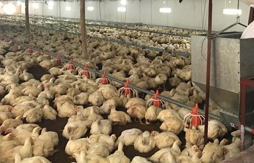 TP Huế đốc thúc các giải pháp phòng chống cúm gia cầm A/H5N8