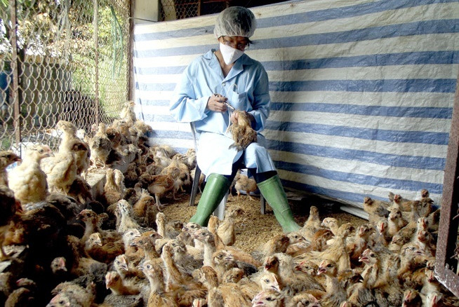 TP Sông Công tiêm 187 nghìn liều vắc xin cúm gia cầm trong đợt 2/2021