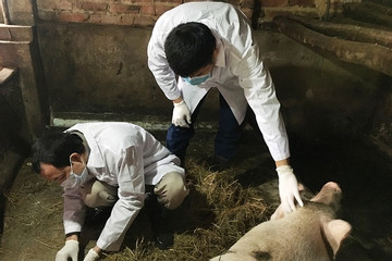 TP Sông Công tiêm hơn 10 nghìn liều vắc xin lở mồm long móng cho gia súc