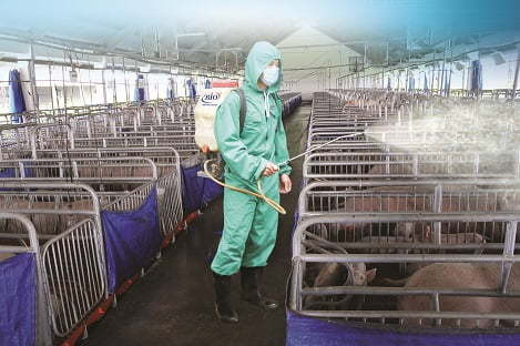 TP Thái Bình khử trùng, tiêu độc chuồng trại chăn nuôi, phòng bệnh gia súc