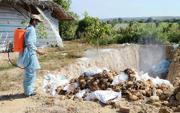 Trà Vinh tăng cường bảo vệ an toàn môi trường chăn nuôi trước dịch cúm gia cầm