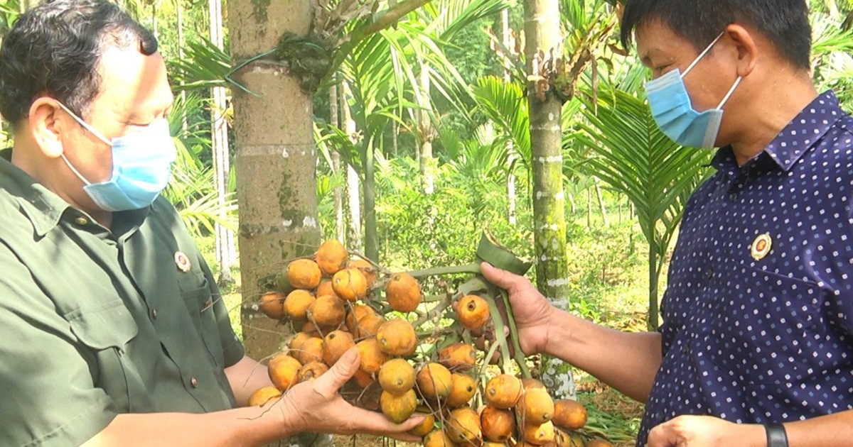 Trồng loại cây bán từ mo đến quả, thu tiền tỷ mỗi vụ