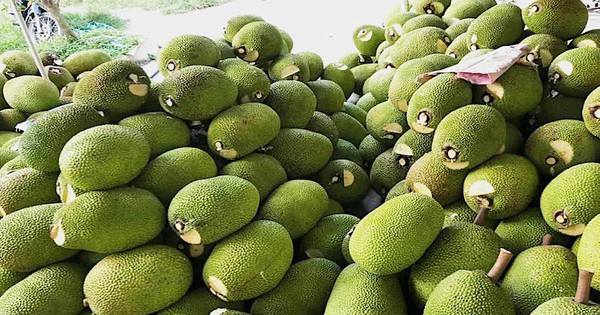 Trung Quốc 'ăn' ít, giá mít Thái rớt thảm còn vài ngàn/kg