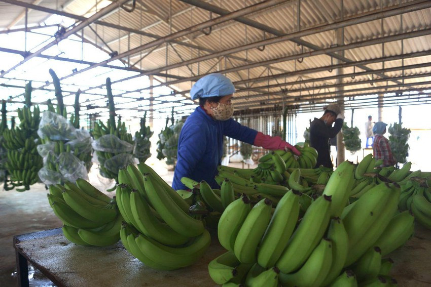 Trung Quốc 'ăn' ít, giá mít Thái rớt thảm còn vài ngàn/kg ảnh 1