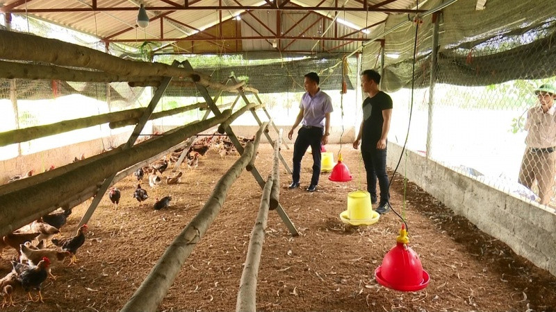 Tuyên Quang: Tập huấn chăn nuôi gia cầm an toàn sinh học