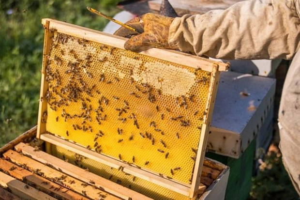 US cuts down anti-dumping duties on Vietnam’s honey by almost sevenfold hinh anh 1