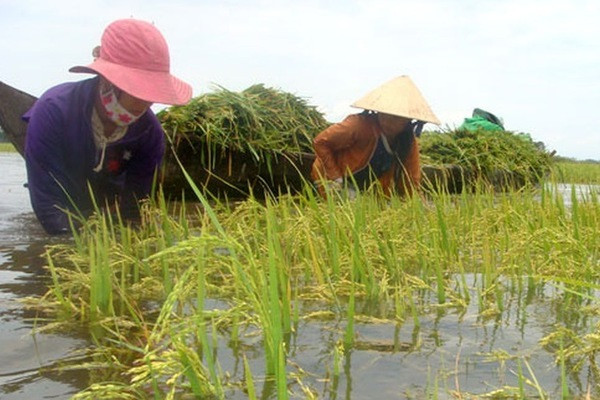 Việc triển khai hoạt động của kinh tế tập thể, hợp tác xã đã đạt được nhiều kết quả quan trọng