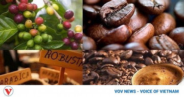 Vietnam coffee exports hit three-year record high