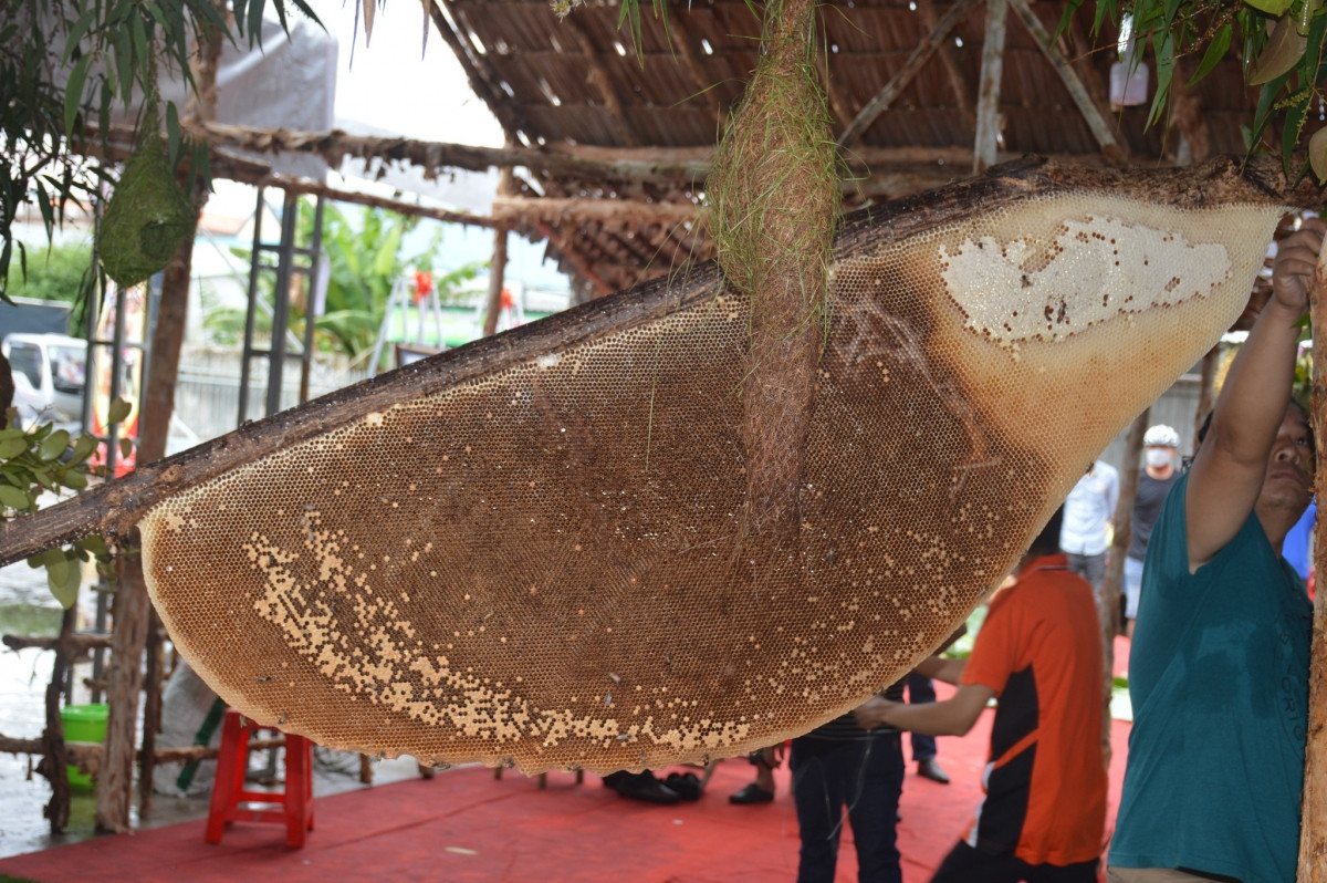 A honeycomb in Ca Mau has been recognised as the largest in Vietnam. (Photo:thanhnien.vn)