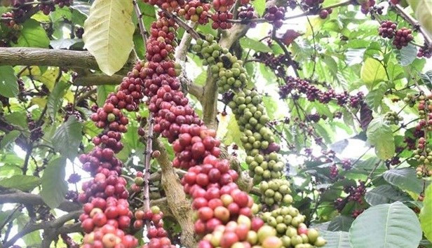Vietnam to replant, transplant 107,000ha of coffee by 2025 hinh anh 1