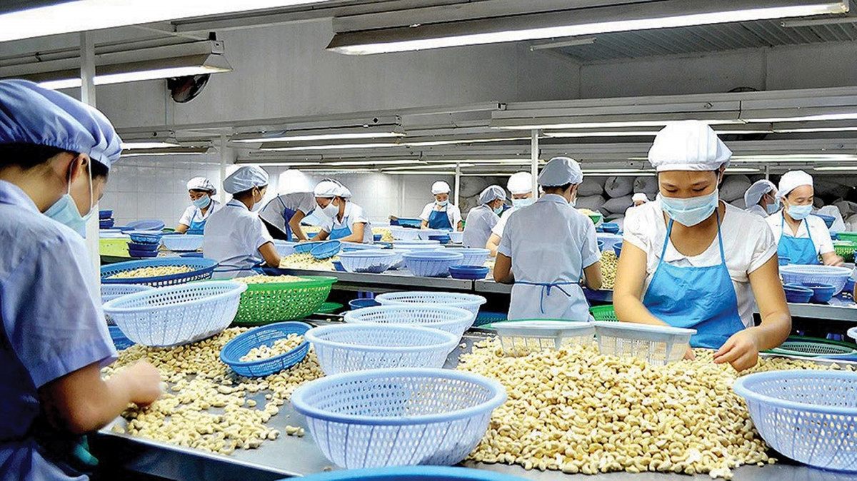 The recent scam of 35 Vietnamese containers of cashew nuts in Italy has taught businesses a valuable lesson in international trade. (Illustrative photo by dautu.vn)