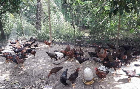 Vĩnh Long phát triển chăn nuôi an toàn sinh học gắn với phòng ngừa dịch bệnh gia cầm