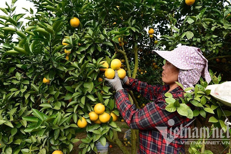 Vùng Nam sông Hậu: Liên kết khôi phục kinh tế thích ứng tình hình mới