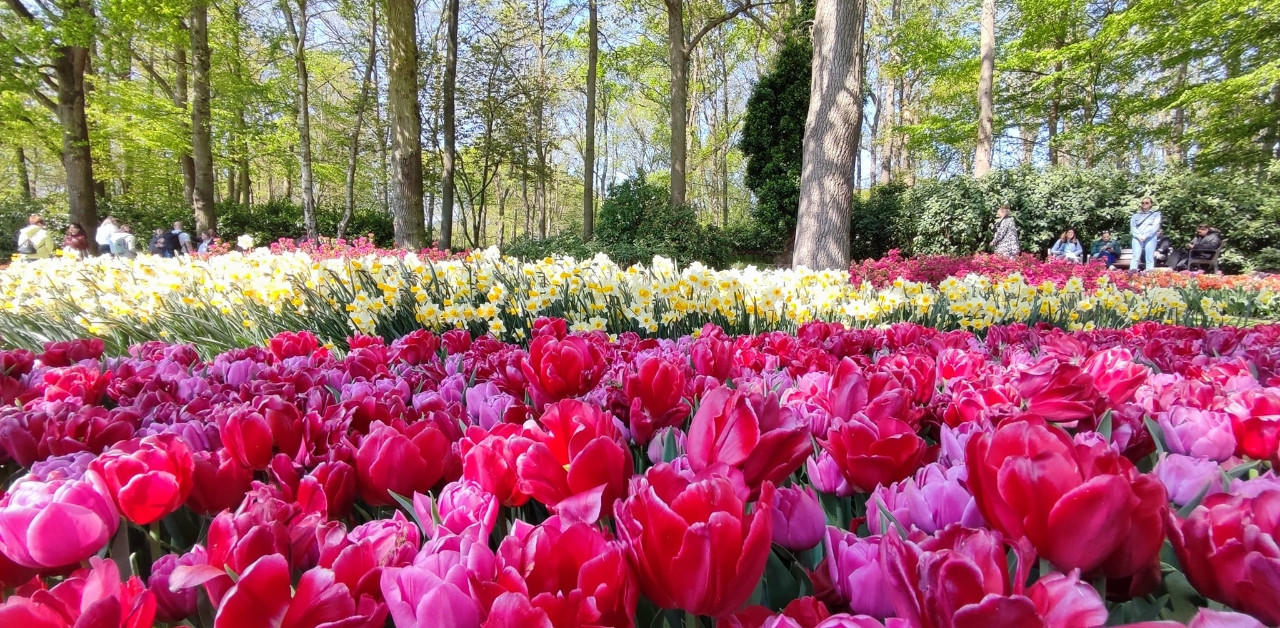 Vườn hoa tulip lớn nhất thế giới qua ống kính khách du lịch Việt