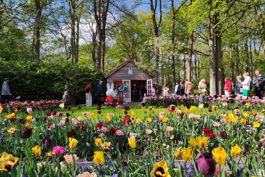 Vườn tulip lớn nhất thế giới đẹp mộng mơ qua ống kính du khách Việt
