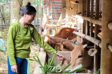 Xã Chiềng Ơn đẩy nhanh tiến độ tiêm vắc xin cho gia súc