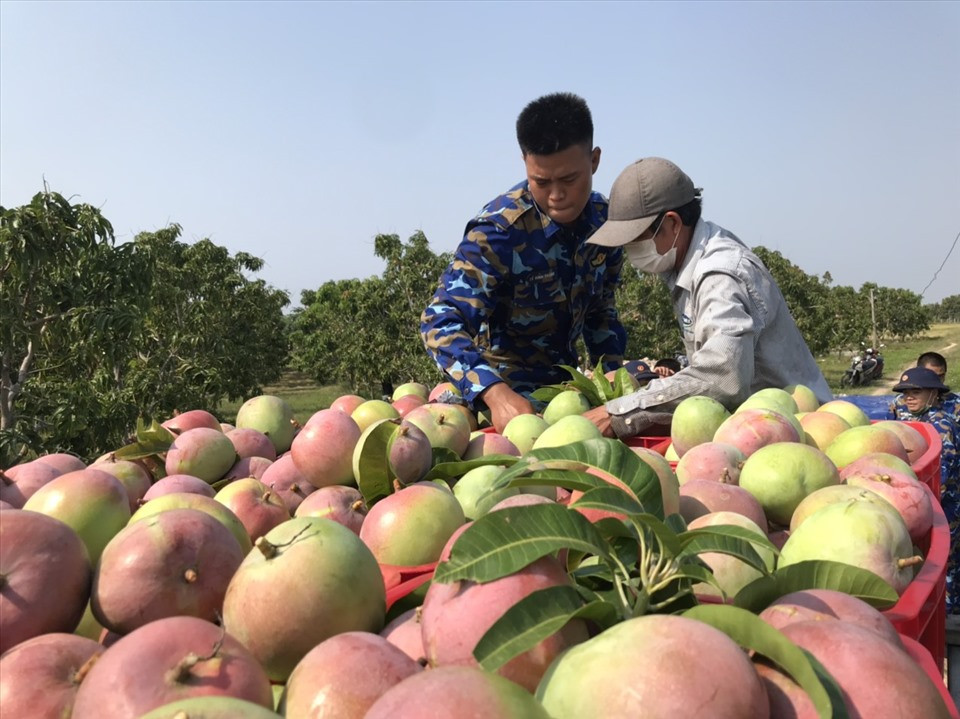 Nông dân huyện Cam Lâm gặp khó do giá xoài Úc giảm mạnh.