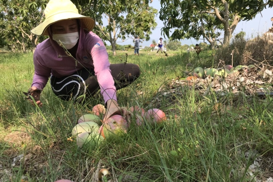 Xoài Úc rớt giá, nhà nông Khánh Hòa để rụng đầy gốc