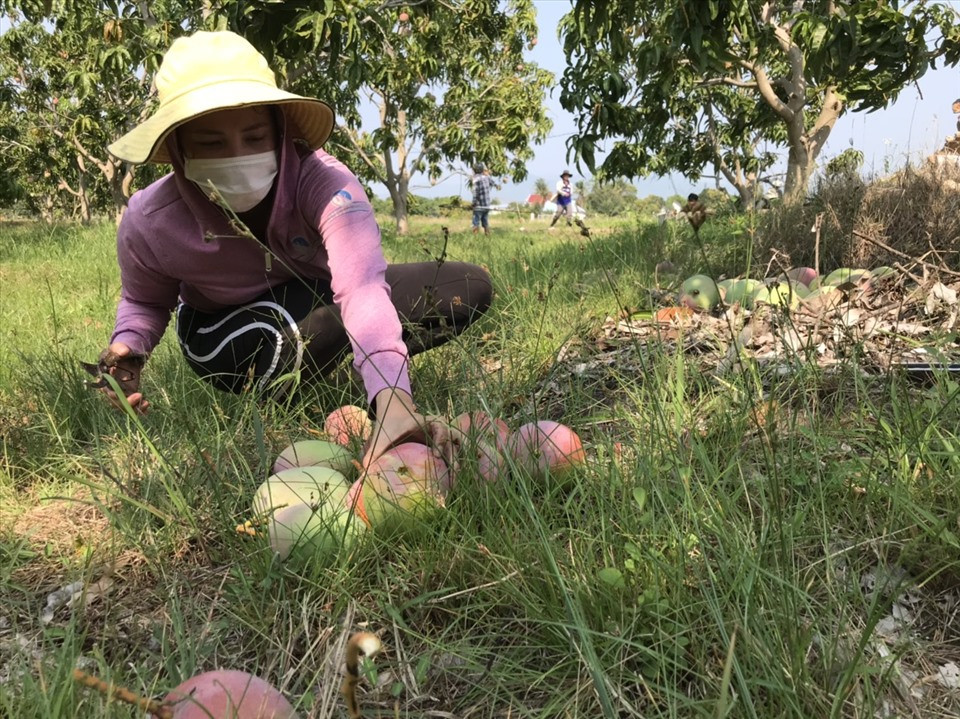 Xoài Úc rớt giá, nhà nông Khánh Hòa để rụng đầy gốc