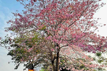 Xuất hiện cây phong linh hồng 'cô đơn' nở rộ như anh đào Nhật Bản ở Hà Nội
