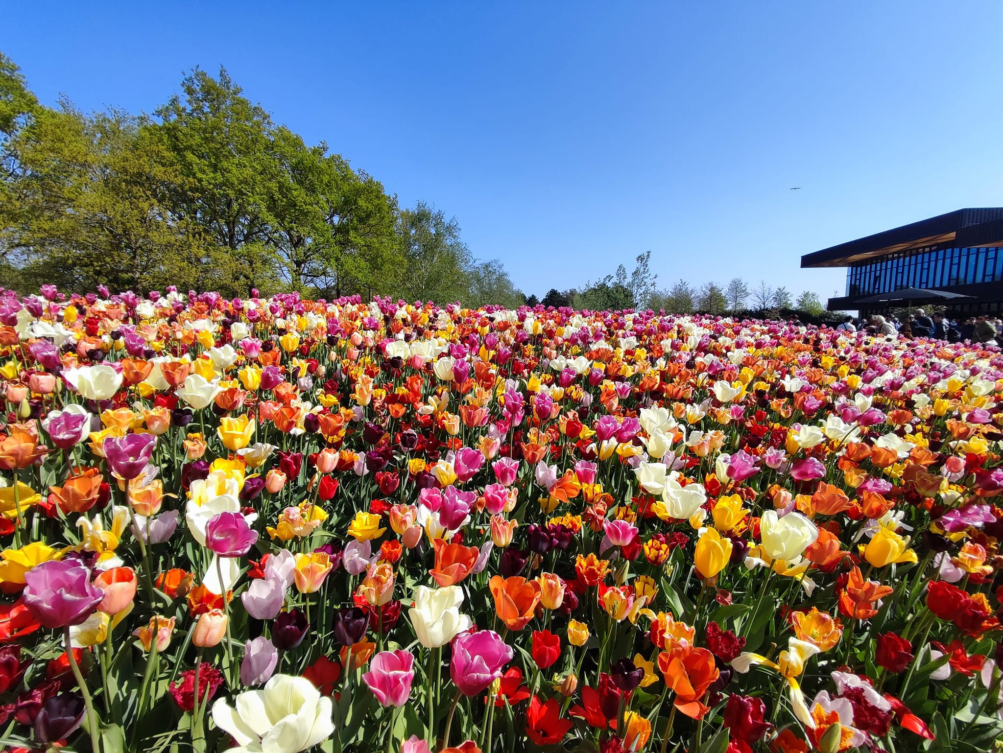 Top 24 vườn hoa Đà Lạt đẹp như chốn bồng lai tiên cảnh