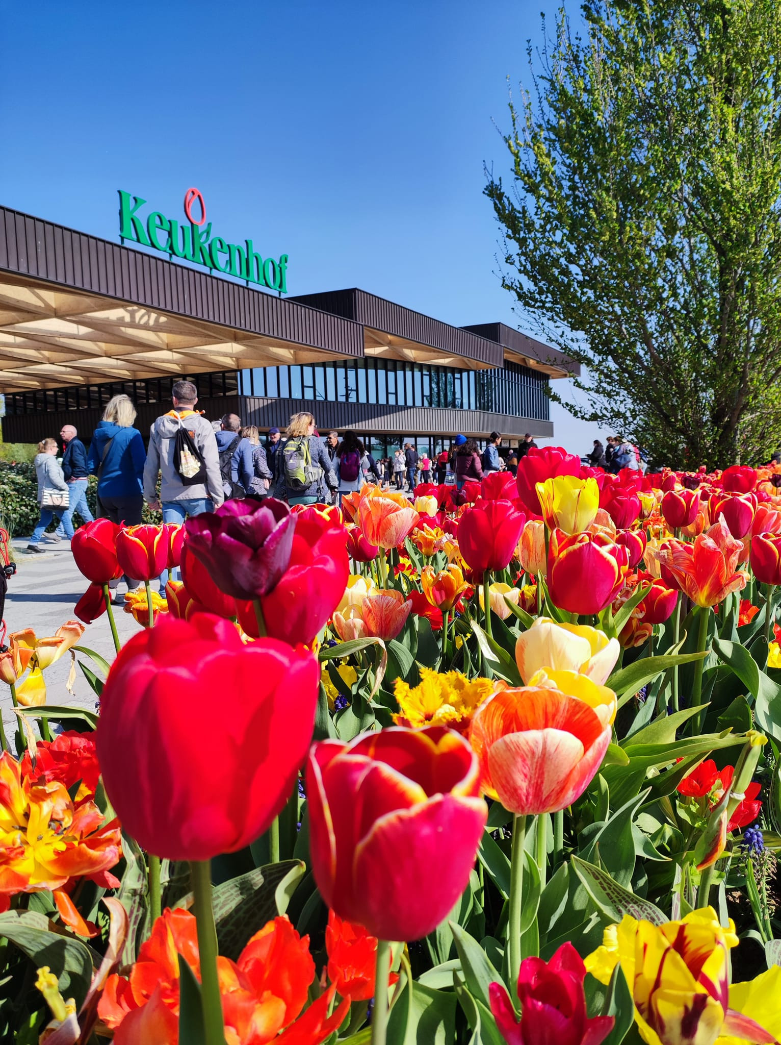 Vườn hoa tulip lớn nhất thế giới qua ống kính khách du lịch Việt
