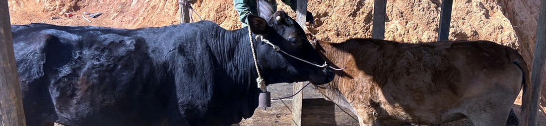 Bất thường trong cấp bò giống cho hộ nghèo ở Điện Biên