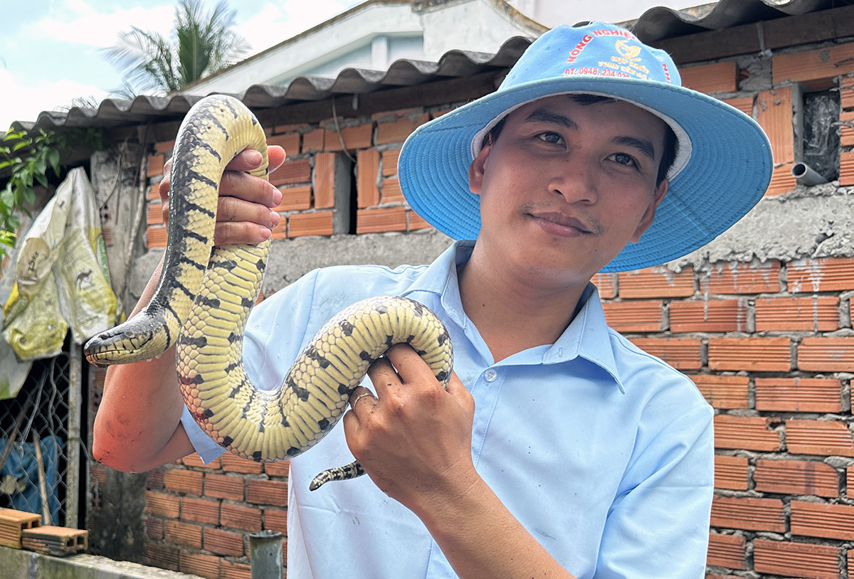 Mơ Thấy Rắn Quấn Nhau: Giải Mã Điềm Báo và Ý Nghĩa