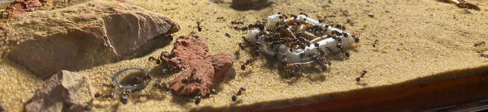 Trào lưu nuôi thú cưng 'chữa lành' ở Việt Nam