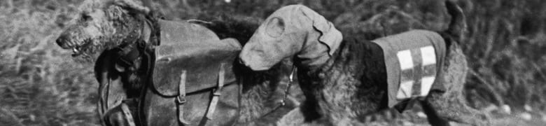 Những vũ khí động vật kỳ lạ trong lịch sử thế giới