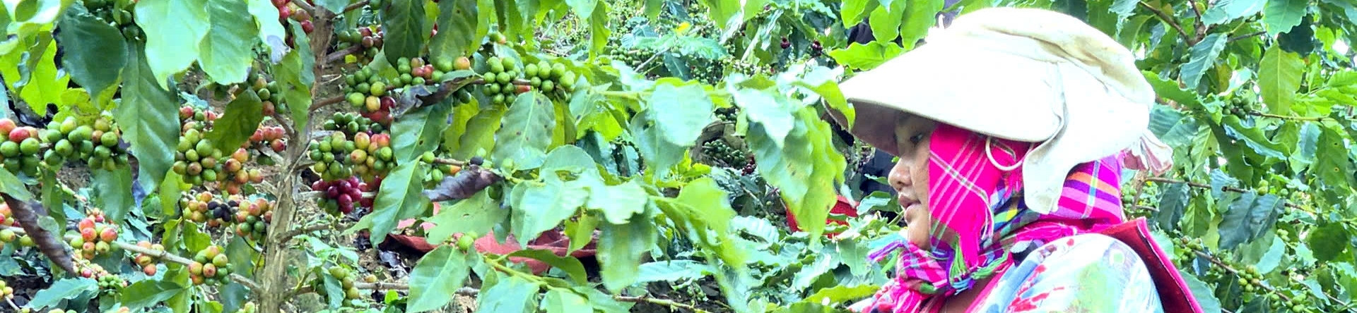 Câu chuyện sinh kế mới trên đất Điện Biên