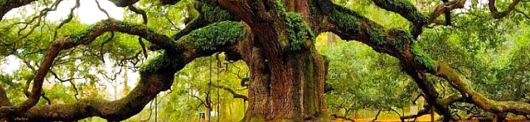 Những cây cổ thụ độc lạ trên thế giới