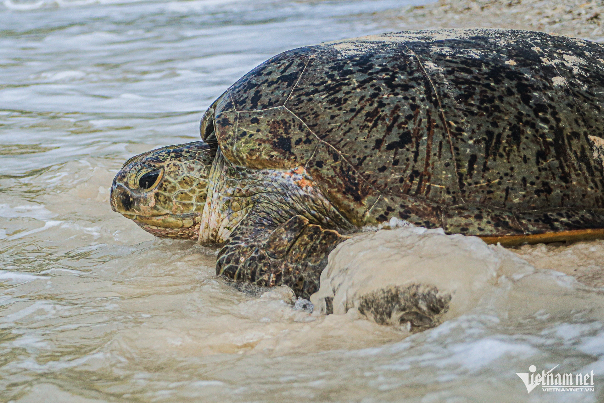 rua con dao 9 775.jpg