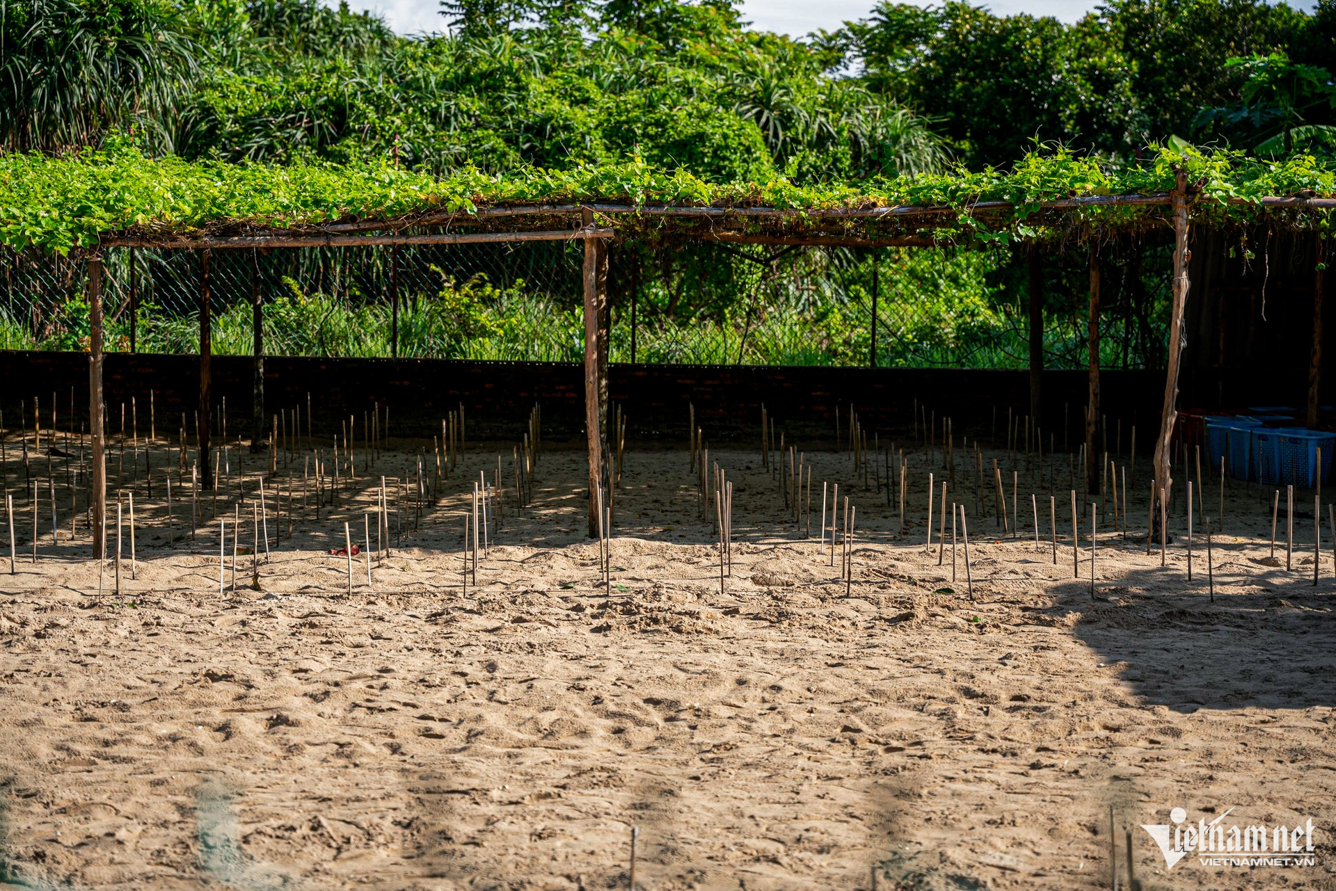 W-rùa côn đảo 12.jpg