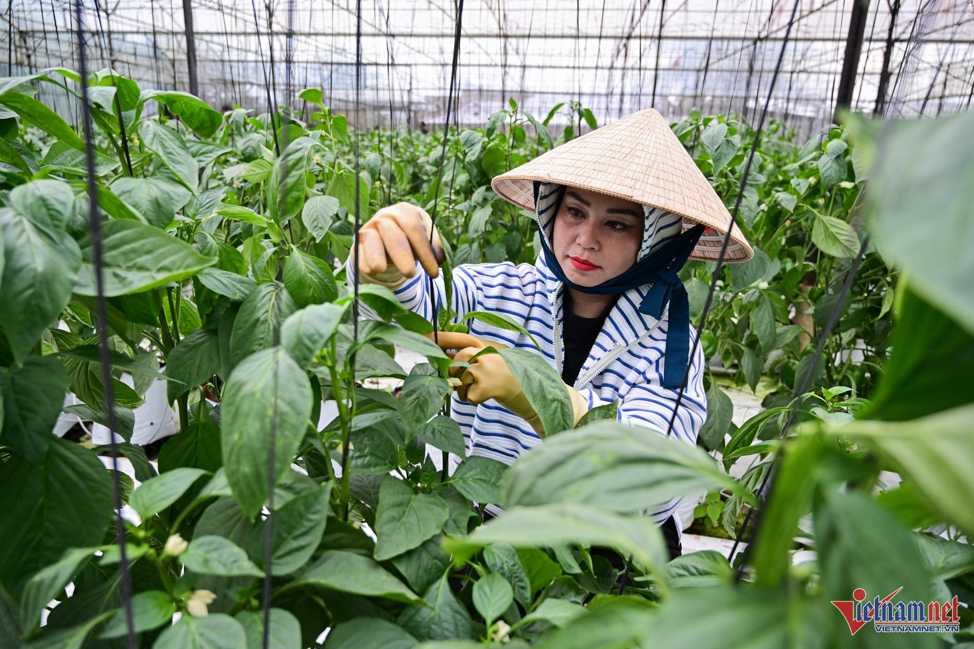 W-giam ngheo nong nghiep.jpg