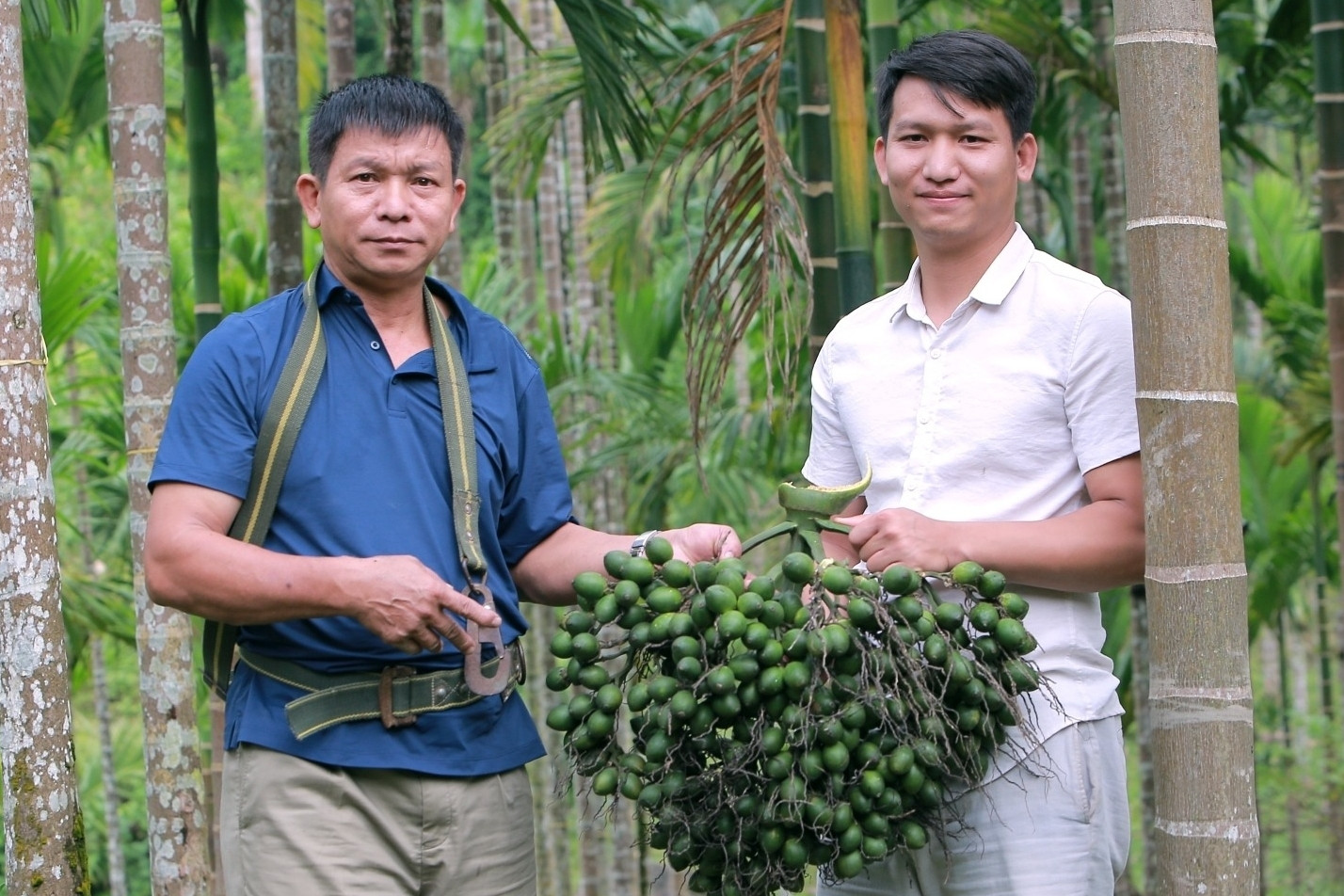 Giá cau cao kỷ lục, lão nông lắp chục 'mắt thần' phòng trộm