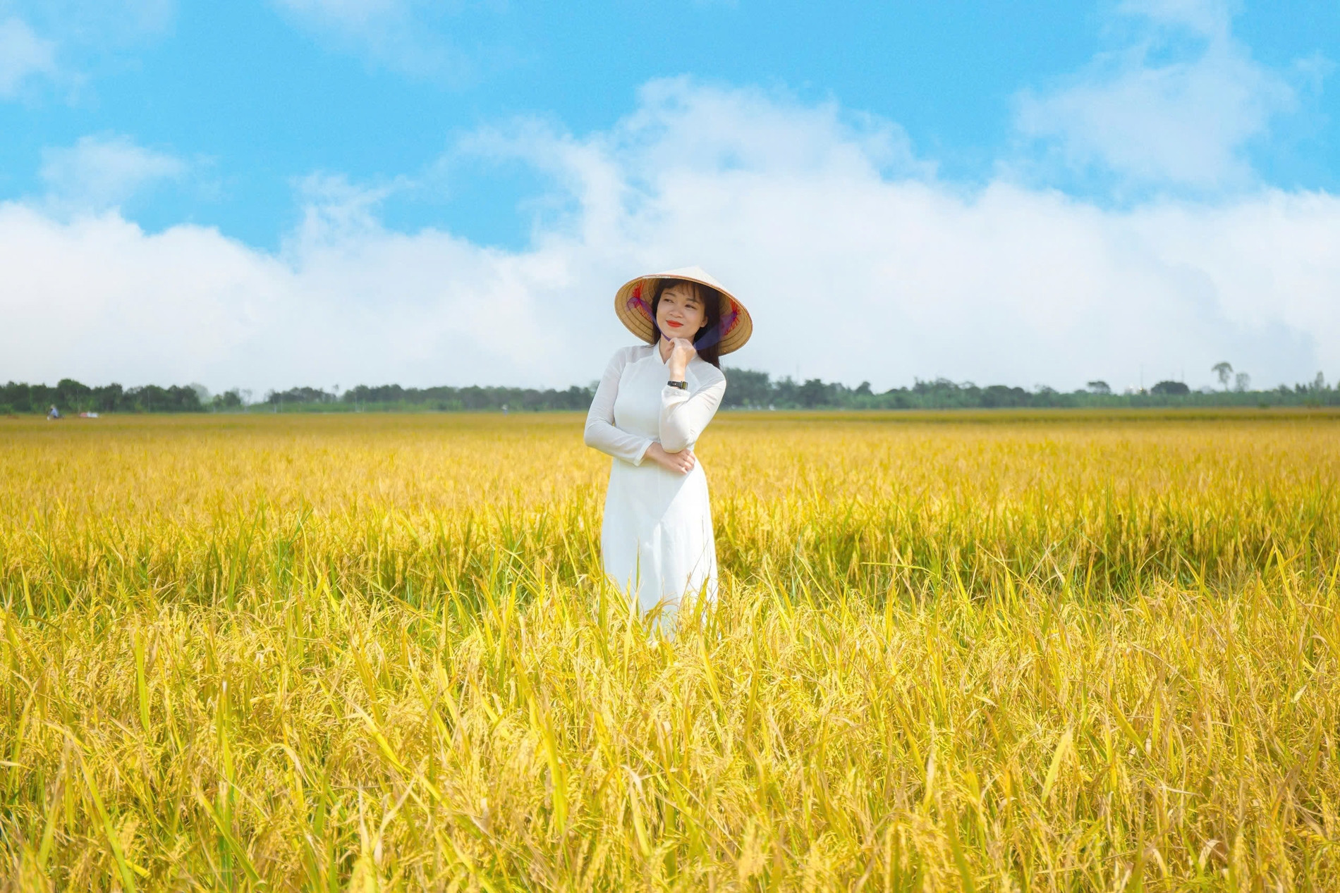 Mùa vàng ấn tượng ở nơi 'không có núi chỉ có sông', cách Hà Nội hơn 100km