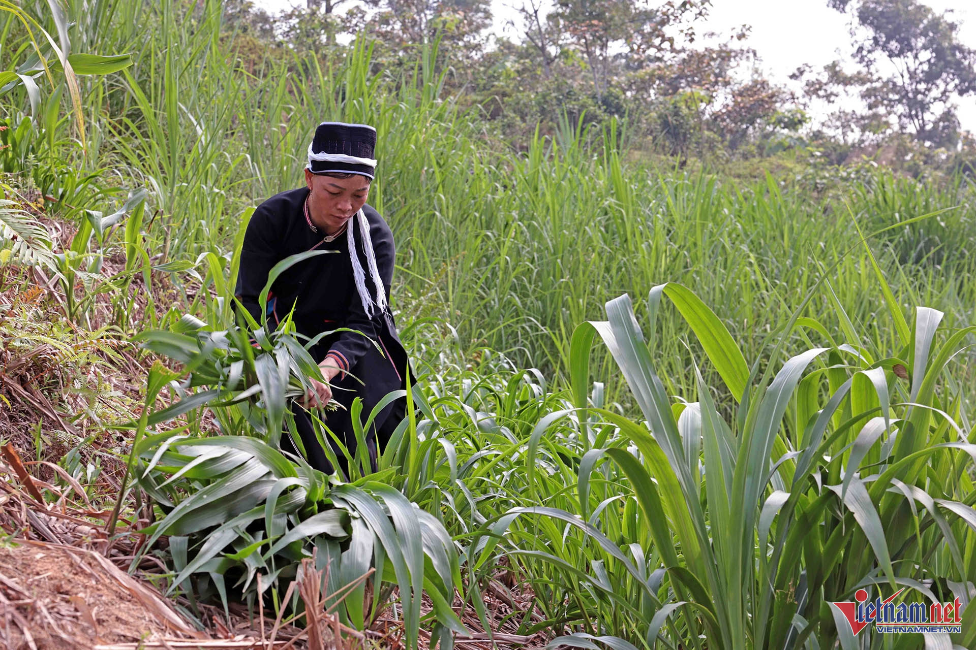 W-A10 SÌN ĐỨC MÀN DT DAO_8226.jpg