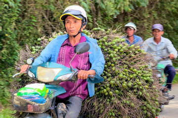 Giá cau vọt lên đỉnh rồi lao dốc: ‘Công thức’ lặp nhiều lần, nông dân 'hay quên'